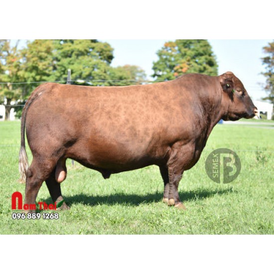 Tinh bò thịt Red Angus - Red Rust Redeem 201C